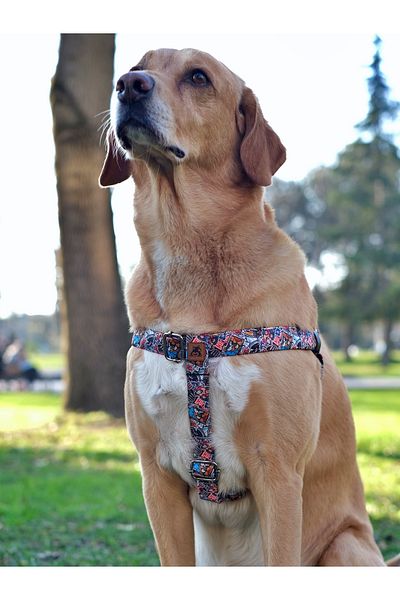 UTDpet Street Dog Chest Collar