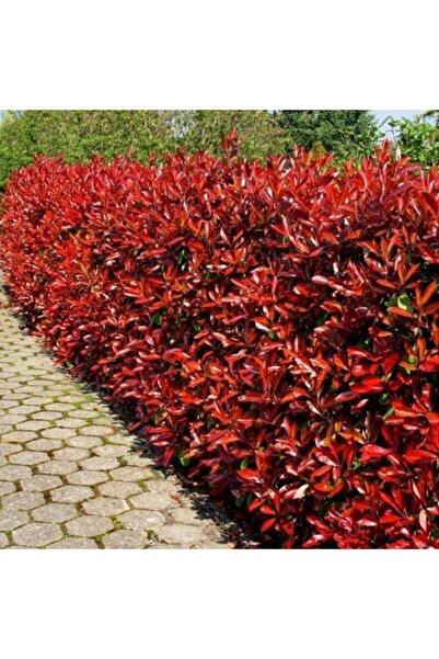 YAĞMUR BOTANİK Alev Çalısı 100 Cm Saksılı