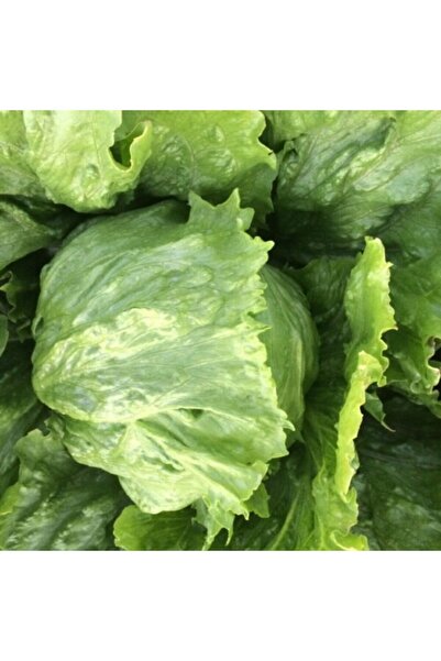 Fide Sepeti Iceberg Marul Tohumu 5gr