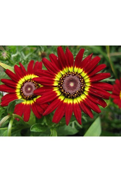 Fide Sepeti Çiçek Tohumu Kasımpatı Çiçeği (Kırmızı-bordo) 1 Paket