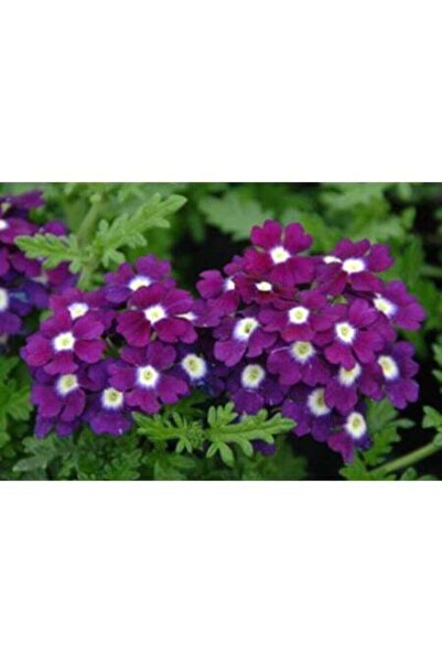 Fide Sepeti Çiçek Tohumu Mine Çiçeği Tohumu (Mor) 1 Paket