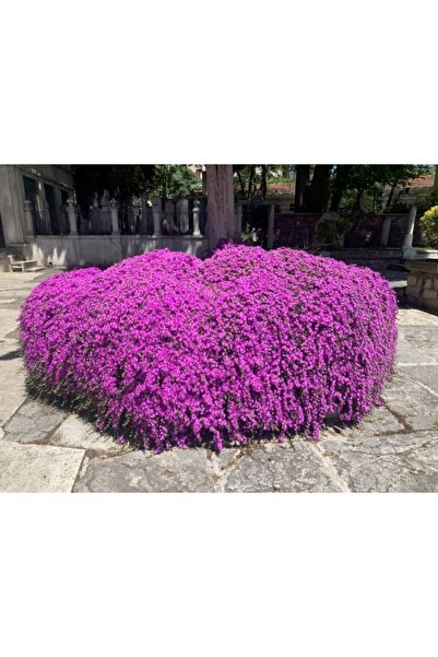 YAĞMUR BOTANİK Acem Halısı Fidanı Saksılı