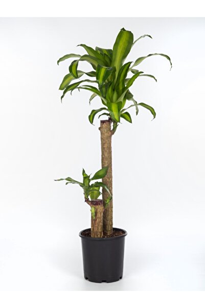HOBİ VE BAHÇE Yuka Bitkisi Massengena 2 Gövdeli (80-100 Cm)