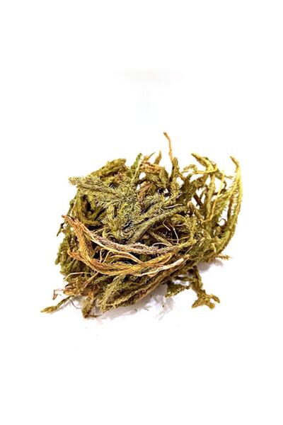 Genel Markalar Kurt Pençesi Otu Kibrit Otu 50gr