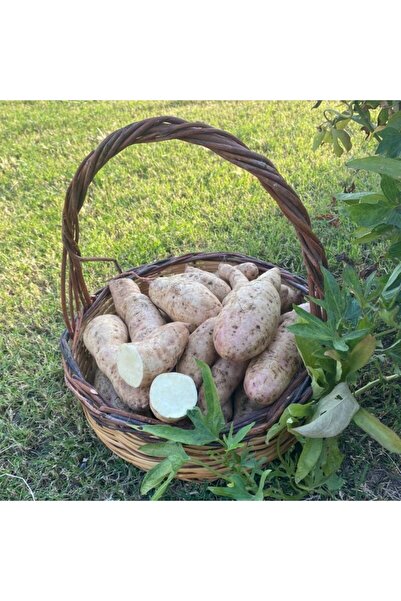 Avokadocu Ayşe Beyaz Tatlı Patates 1 kg