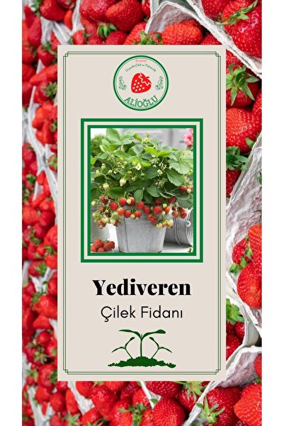ALİOĞLU 11 Adet Yediveren Çilek Fidanı Dayanıklı Açık Kök Ve Taze Söküm (frigo)