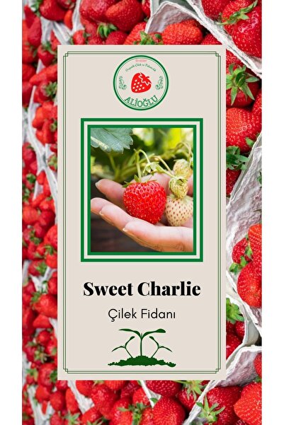 ALİOĞLU 16 Adet Sweet Charlie Çilek Fidanı Dayanıklı Açık Kök Ve Taze Söküm (...