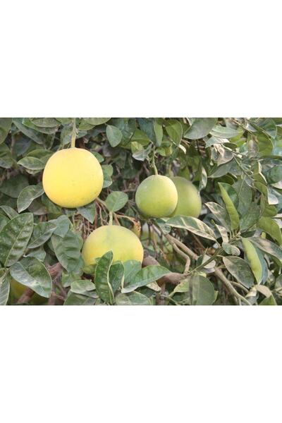 FİDANLIDAN Tüplü Ağaç Kavunu ( Şadok ) Fidanı