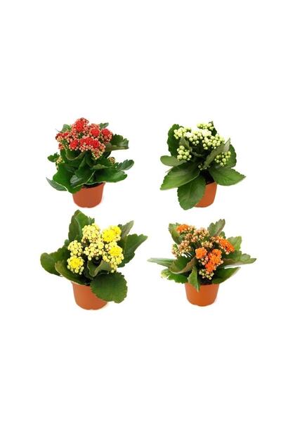 SERADANAL - Kalanchoe 4'lü Set Kalanşo Balkon Ev Çiçekli Bitki