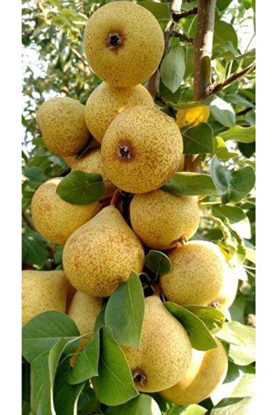 FİDANLIDAN Tüplü Naşi ( Japon ) Armut Fidanı