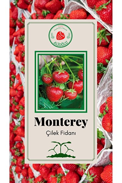 ALİOĞLU 20 Adet Monterey Çilek Fidesi Açık Kök Ve Taze Söküm (frigo)