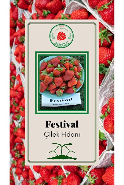 ALİOĞLU 26 Adet Festival Çilek Fidesi Açık Kök Ve Taze Söküm (frigo)
