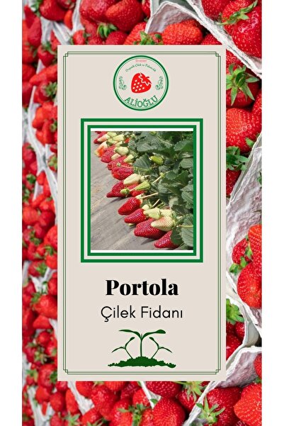 ALİOĞLU 3 Adet Portola Çilek Fidesi Açık Kök Ve Taze Söküm (frigo)
