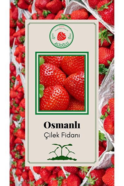 ALİOĞLU Osmanlı Orijinal Çilek Fidesi Açık Kök Ve Taze Söküm (frigo)