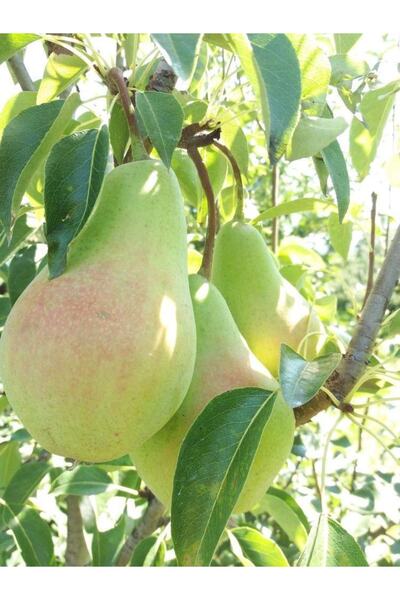 Genel Markalar Tüplü Yarı Bodur Santa Maria Armut Fidanı