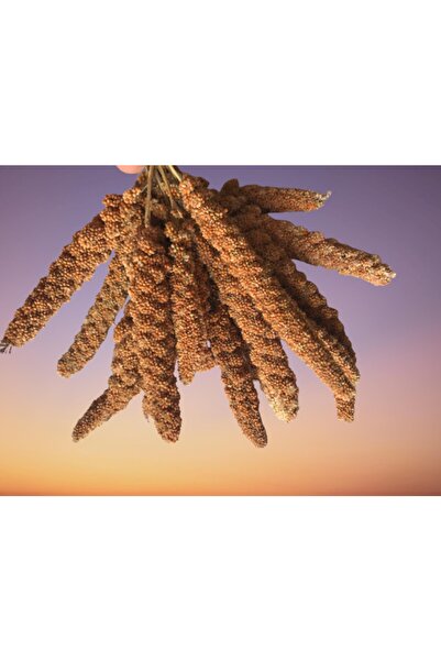 DEĞİRMEN TARIM Muhabbet Kuşu Papağanlar Için Kızıl Dal Darı 500 gr