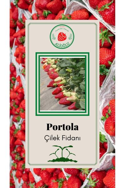 ALİOĞLU 12 Adet Portola Çilek Fidesi Açık Kök Ve Taze Söküm (frigo)