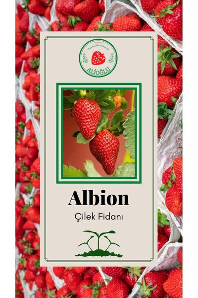 ALİOĞLU 6 Adet Albion Çilek Fidesi Açık Kök Ve Taze Söküm (frigo)