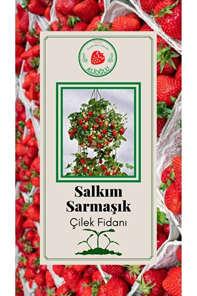 ALİOĞLU 6 Adet Salkım Sarmaşık Çilek Fidanı Açık Kök Ve Taze Söküm (frigo)
