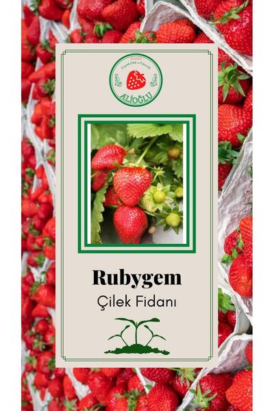 ALİOĞLU Rubgyem Orijinal Çilek Fidanı Dayanıklı Açık Kök Ve Taze Söküm (frigo)