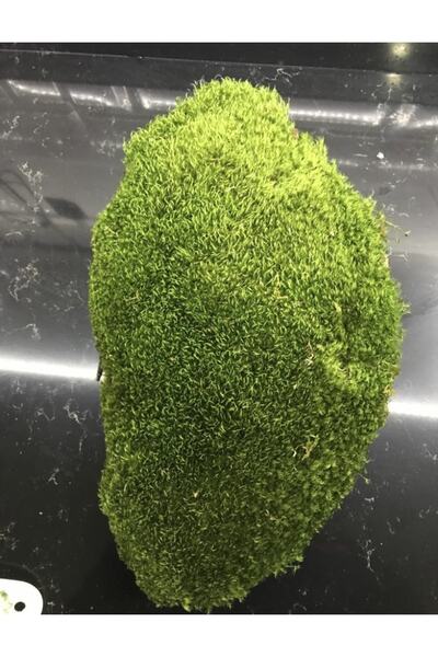 greendeco Doğal Tavşan Yosunu (40*40) Terraryum, Minyatür Bahçe Ve Aranjmanlar