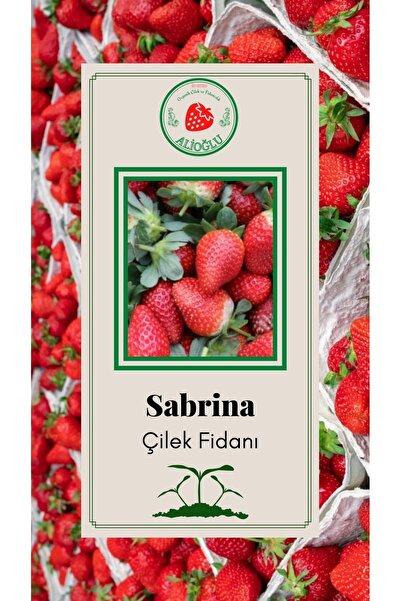 ALİOĞLU 1 Adet Sabrina Çilek Fidanı Dayanıklı Açık Kök Ve Taze Söküm (frigo)
