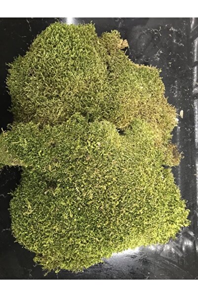 greendeco Doğal Kara Yosunu (30*30) Terraryum, Minyatür Bahçe Ve Aranjmanlar