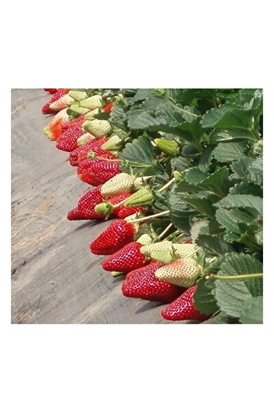 Genel Markalar 20 Adet San Andreas Açık Köklü Frigo Taze Yediveren Çilek Fida...