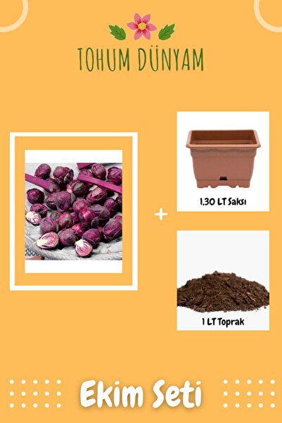 Tohum Dünyam Yediveren Mor Brüksel Lahanası Tohumu Ekim Seti