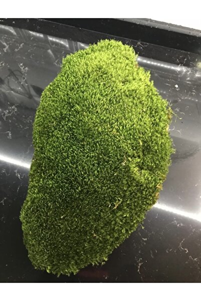 greendeco Doğal Tavşan Yosunu (40*40) Terraryum, Minyatür Bahçe Ve Aranjmanlar
