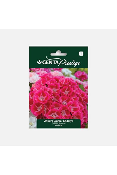 Genta Prestige Çiçek Tohumu Ankara Çiçeği Godetya