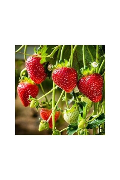 Genel Markalar 70 Adet Rubigen Açık Köklü Frigo Taze Yediveren Çilek Fidanı F...