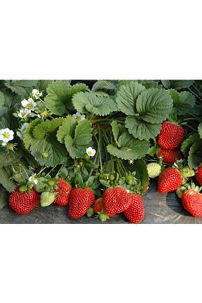 Genel Markalar 20 Adet Soğuklara Dayanıklı Yüksek Rakım Açık Köklü Frigo Taze...