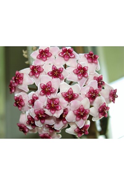 Aysima Çiçekevi Mum Çiçeği Kırmızı-beyaz Renkli Kokulu Hoya Carnosa Ev Ofis S...