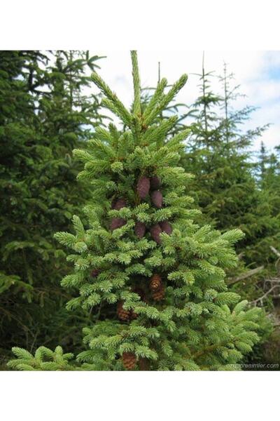 damla su çiçek Yeşil Ladin Yılbaşı Çamı Fidanı 200cm-250cm