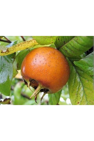 Doğan Fidancılık Muşmula (DÖNGEL) Fidanı 2 Yaşında Tüplü Boyu 90-120cm