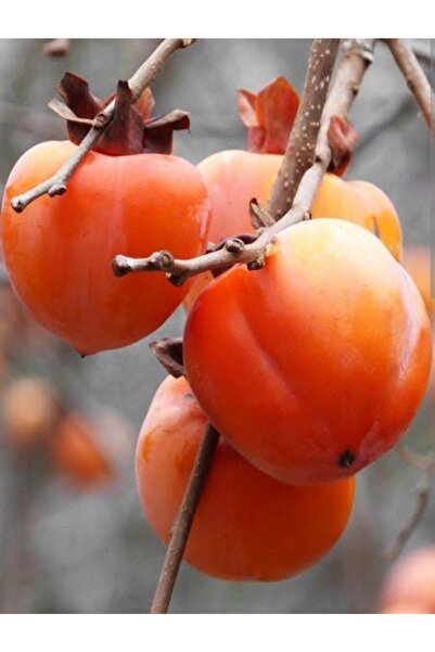 Doğan Fidancılık Rojo Brilant Hurma Tüplü 2 Yaşında Boyu 90-120 Cm