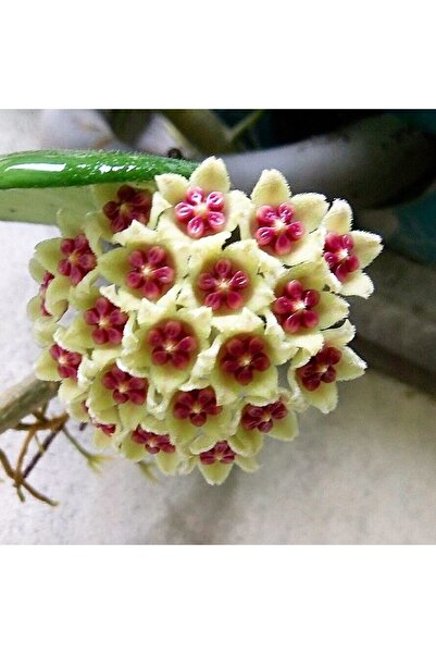 Aysima Çiçekevi Mum Çiçeği Sarı-pembe Renk Ebruli Hoya Carnosa Ev Ofis Salon Bitkisi