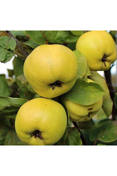 Doğan Fidancılık Ayva Eşme Tüplü Fidan 2 Yaşında Boyu 90-120cm