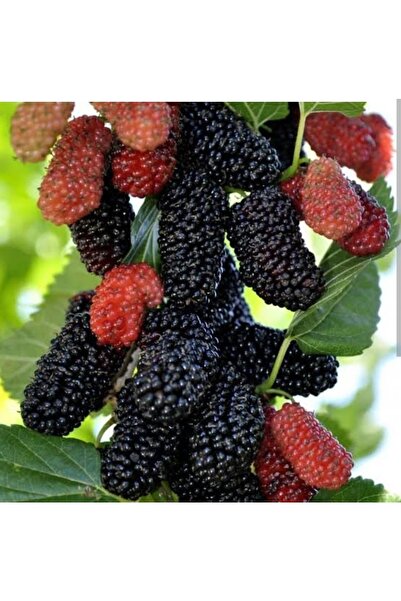 Doğan Fidancılık Dut Ağacı (AVUSTURALYA DUT'U)tüplü 2-3 Yaş Boyu 100-150cm