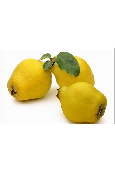 Doğan Fidancılık Ayva Ege 22 Tüplü Fidan Boyu 90-120cm