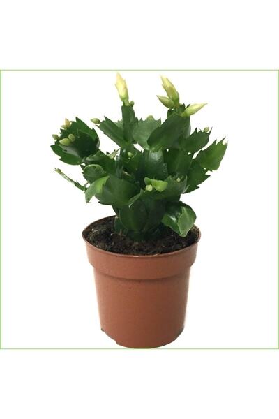 serada decor & plant Yılbaşı Çiçeği