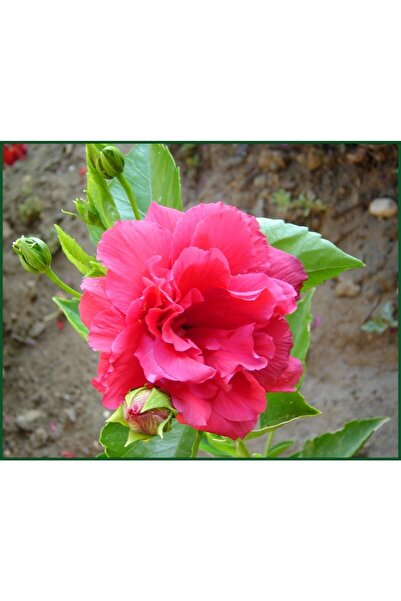 Genel Markalar Katmerli Japon Gülü Fidanı, Pembe, Saksılı(boy 70cm İle 1m)