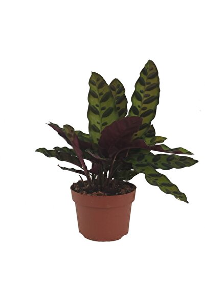 Genel Markalar Calathea Lancifolia - Dua Çiçeği - 14 Cm Plastik Saksıda