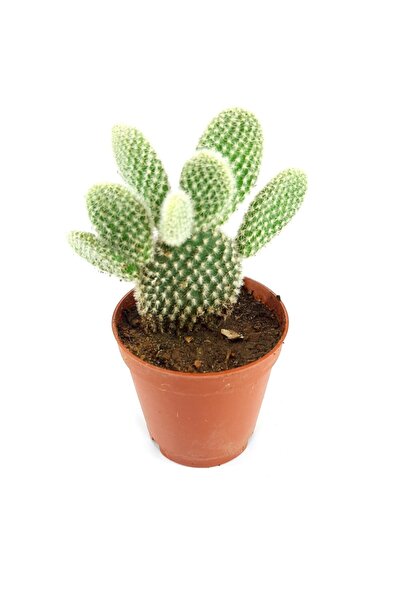 EGE GARDEN Beyaz Tavşan Kulağı Kaktüs Opintia Microdays 5.5 cm Saksıda Canlı ...
