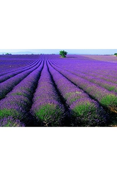 SVERYVERTS Lavanta Tohumu 1 Paket 10-15 Adet Lavanta Çiçeği Tohumu