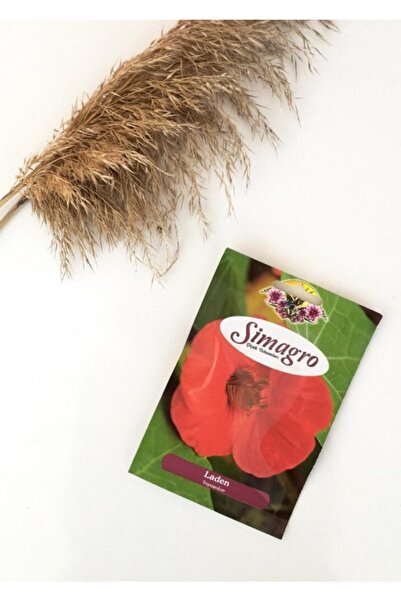 Asenya Laden Çiçeği 1 Paket (6 Adet Tohum) Laden Çiçeği Tohumu Tohumu Çiçek T...