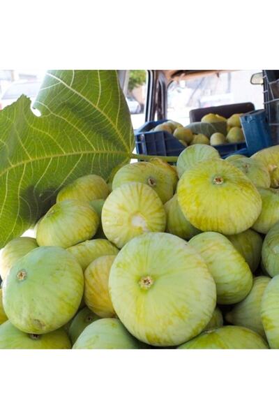 mutbirlik Tüplü Yöresel Çeşit Mut Inciri Fidanı