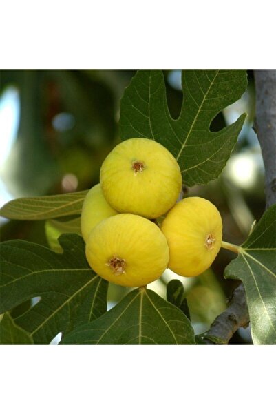 mutbirlik Tüplü Yöresel Beyaz Lob Incir Fidanı