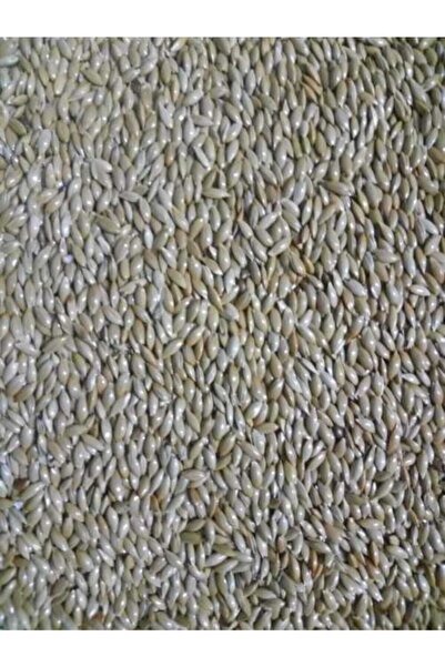 Vivid Bird Vivid Aspur Sade Kanarya Yemi